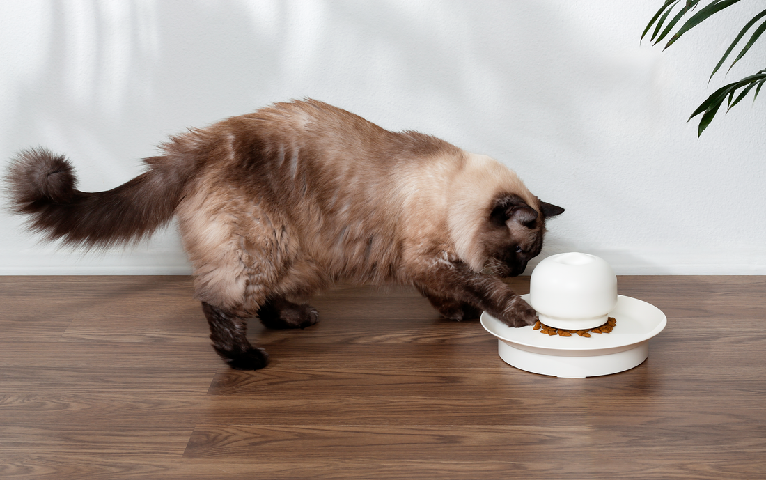 Benefits of meucats innovative pet slow feeder that makes your cat healthy