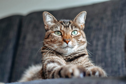 Meucats pet slow feeder improve cat health and prevent overeating related issues
